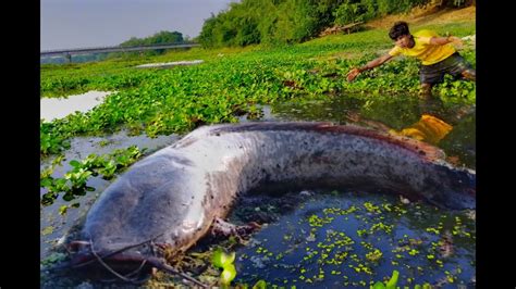 Asian Hand Fishing Video Boy Catching Catfish In Muddy Water By Hand