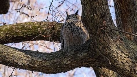 Flaco the owl becomes New York's newest tourist attraction, as he ...