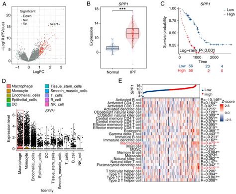 SPP1 Promotes The Polarization Of M2 Macrophages Through The Jak2 Stat3