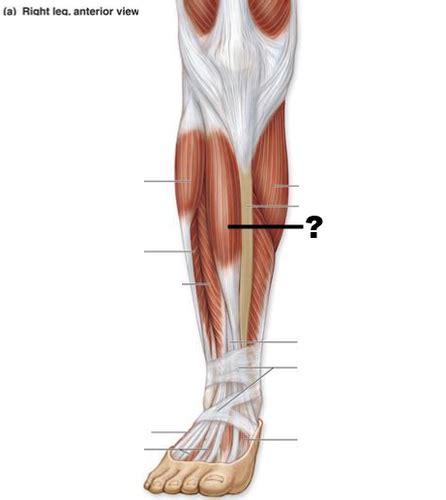 Appendicular Muscle Slide Identification Quiz Muscles That Move