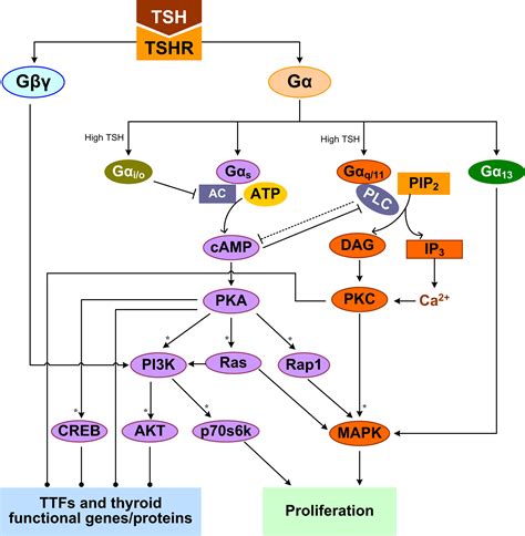 Frontiers Intrathyroidal Feedforward And Feedback Network Regulating Thyroid Hormone Synthesis