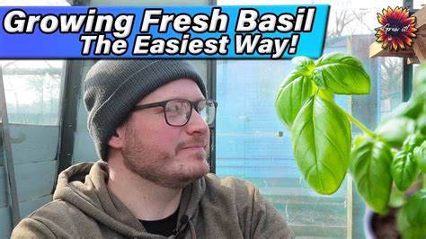 How To Grow Supermarket Basil Pots Fresh Basil In The Kitchen And