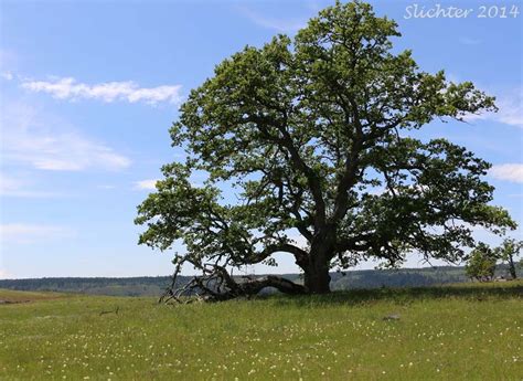 Gary Oak Oak Tree Retirement Nature Plants Trees Result Live Image