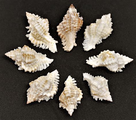 12 Lace Murex Shells 125225 Etsy