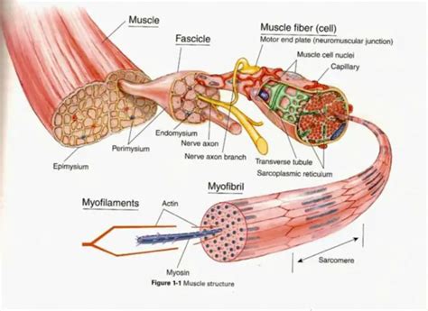 Muscle cell diagram