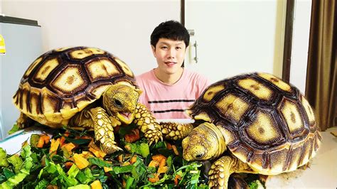 วธเลยงเตาซคาตา How to feed the Sulkata tortoise African