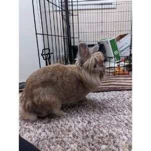 River Road Rabbit Rescue Trending Breeds