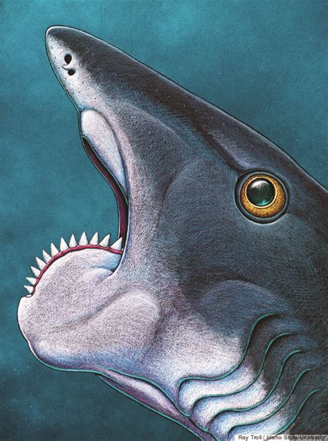 Prehistoric Shark Helicoprion Had Saw Like Spiral Teeth Fossils Show Photos Update