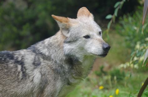 Definitive Guide To Mexican Gray Wolf Facts, Habitat, Conservation ...