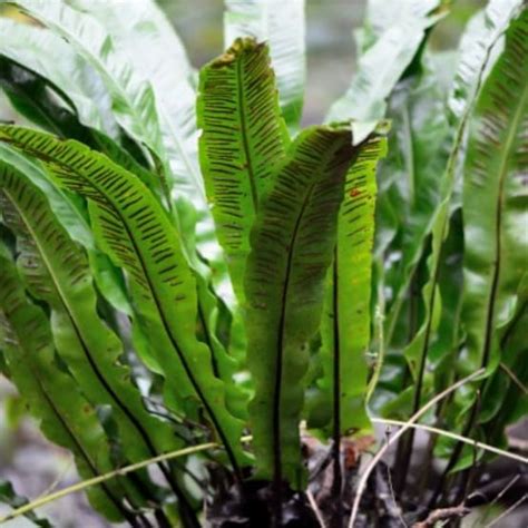 Foug Re Asplenium Jardiland