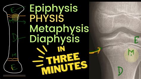 Physis Epiphysis Metaphysis And Diaphysis 🦴 In 3 Minutes Youtube