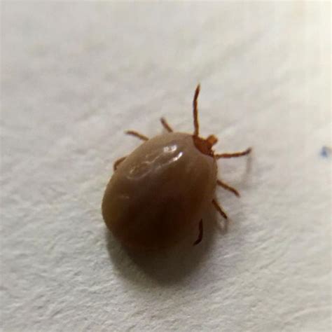 Study Shows Most Children Recover From Lyme Disease Within Six Months