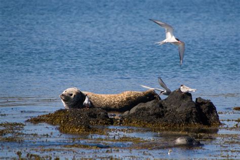Seals In Iceland
