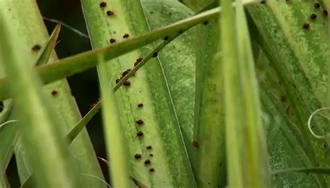 Black Spots On Yucca Leaves 7 Possible Reasons With Solutions