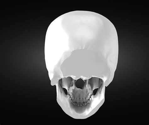 Stl File Perfect Anatomic Human Skull Model 💀 ・template To Download And