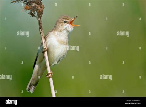 Marsh Warbler Acrocephalus Palustris Male Calling Friesland