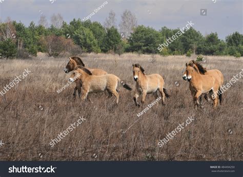 Przewalski Horses Chernobyl Exclusion Zone Stock Photo 484494250 ...