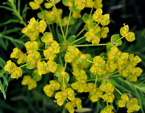 Euphorbia Esula