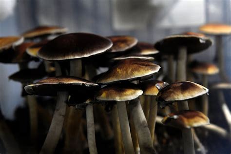 States Consider Decriminalizing Magic Mushrooms