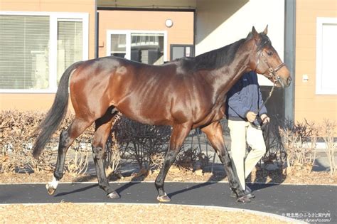 ダーレー･ジャパン スタリオンコンプレックスにてアダイヤーがお披露目される 馬産地ニュース 競走馬のふるさと案内所