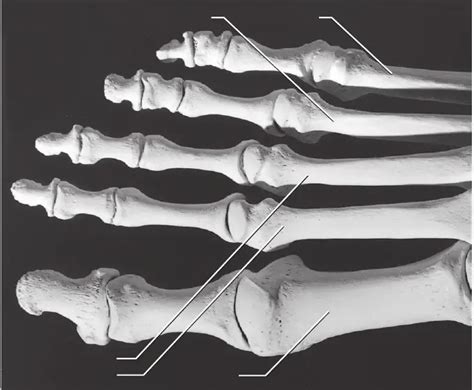 Foot Dorsal Diagram Quizlet