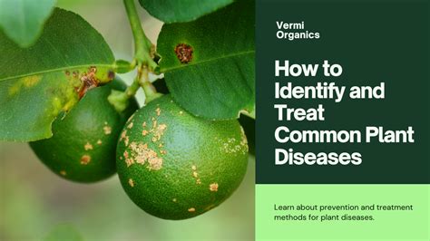 Common Plant Diseases And How To Treat Them Vermi Organics