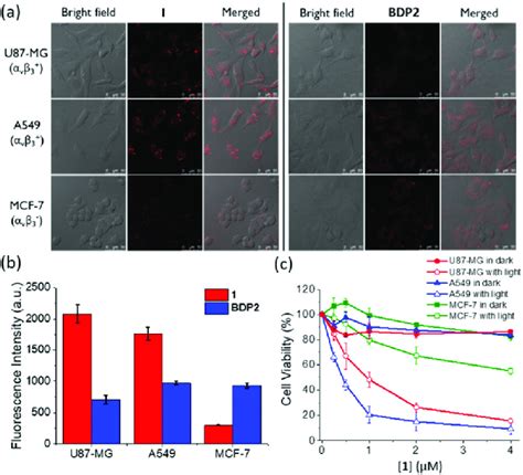 A Bright Field Intracellular Fluorescence And The Merged Images Of