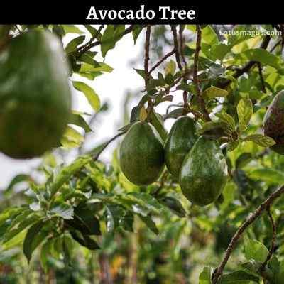 Poda del árbol de aguacate cómo y cuándo conceptos básicos y cuidados