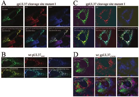 Colocalization Of GpUL37 Cleavage Site Mutant I With ER And