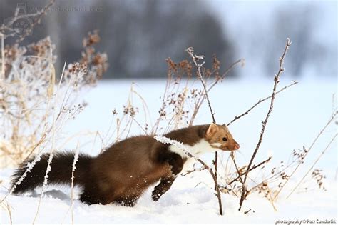 Photos Page 2 Kuna Skalní Zvířata Fotogalerie Petr Čunderlík