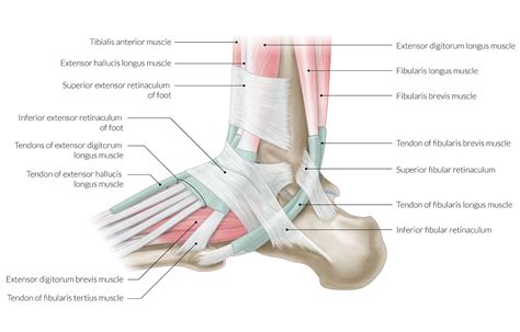 Inferior Extensor Retinaculum Of Foot Clearance Shops | www.pinnaxis.com