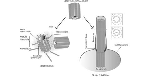 Centriole/basal body structure and function. The centriole/ basal body ...