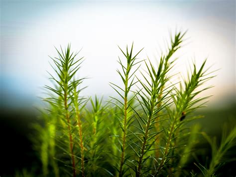 Free Images Landscape Tree Nature Branch Field Lawn Meadow