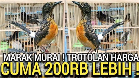 PALING LARIS HARGA MURAH MURAI TROTOL MEDAN DI KIOS PASAR BURUNG