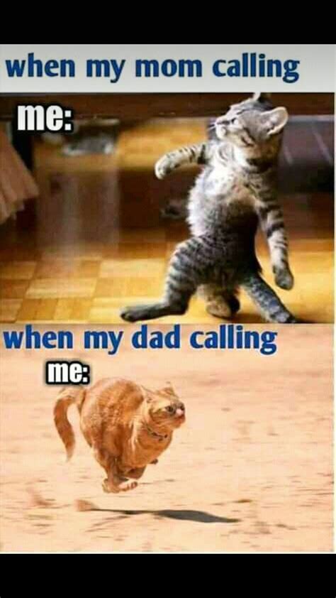 The Best 24 Funny Cat Memes Hindi Learnpunishstocktop