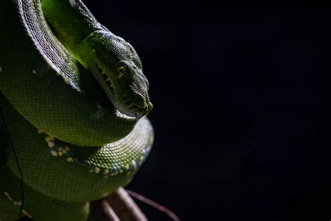 Amazon Rainforest Snakes Photos Info Thinkjungle