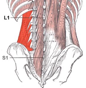 Left Side Lower Back Pain – Lower Left Back Pain,Lower Right Back Pain ...