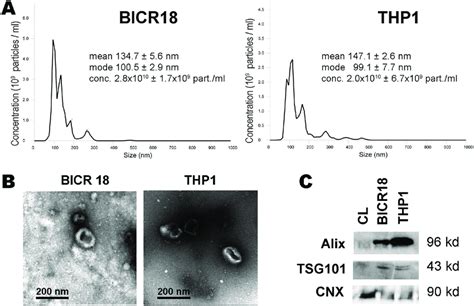 Characterization Of Extracellular Vesicles A Size Distribution