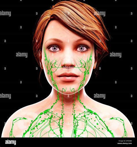 Female Lymphatic System Artwork Stock Photo Alamy