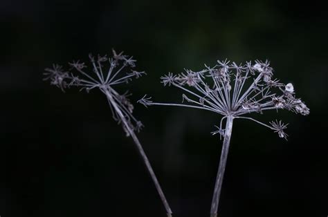 Fotos gratis naturaleza césped rama en blanco y negro fotografía