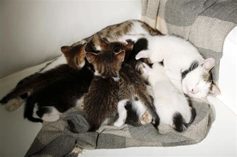 Premium Photo | Cute little kittens with their mom close up