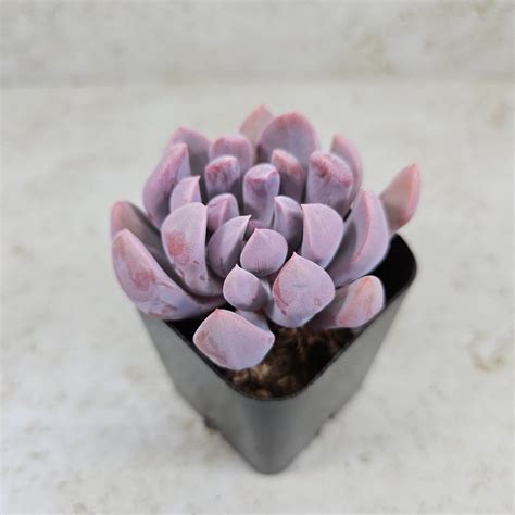 Graptoveria Lilac Spoonscupidtopsy Debbie Succulent Live Plant Etsy