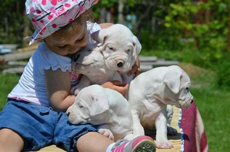 Dogo Argentino Puppies Cute Puppies Cute Dogs Boar Hunting Pit Bulls