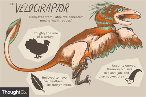 10 Facts About The Velociraptor Dinosaur