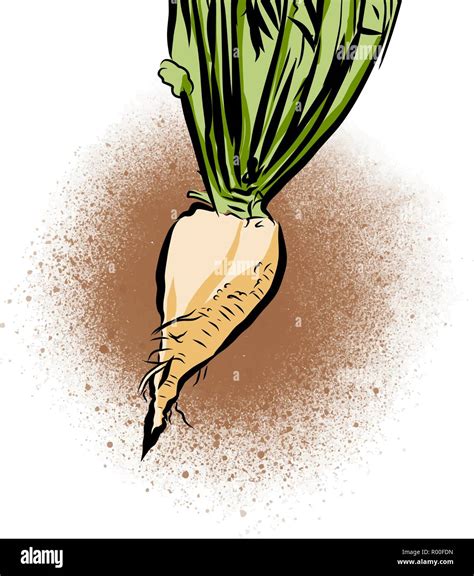 Hand Drawn Illustration Of Sugar Beet Vector Food Drawing Stock Vector