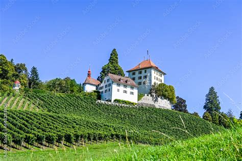 Gelfingen Weinberg Rebberg Erntezeit Schloss Heidegg Hitzkirch