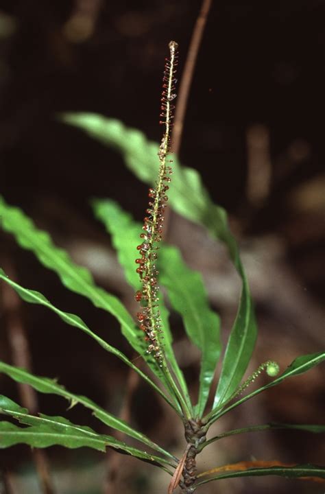 Triphyophyllum Peltatum Photos