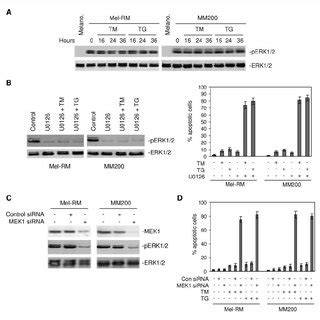 Sensitization Of Melanoma Cells To Er Stress Induced Apoptosis Is