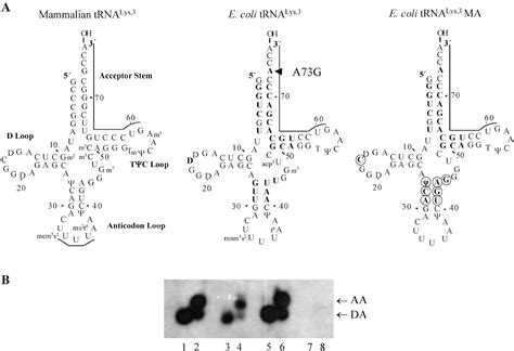 Figure From Nucleotides Within The Anticodon Stem Are Important For