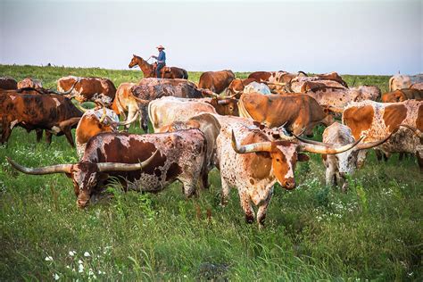 Kansas Flint Hills Longhorns Photograph By Steven Bateson Pixels